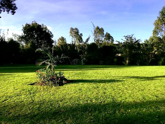 Open lawn at Camilla Gardens with mature trees along the boundary and a young palm in the foreground under a bright sky