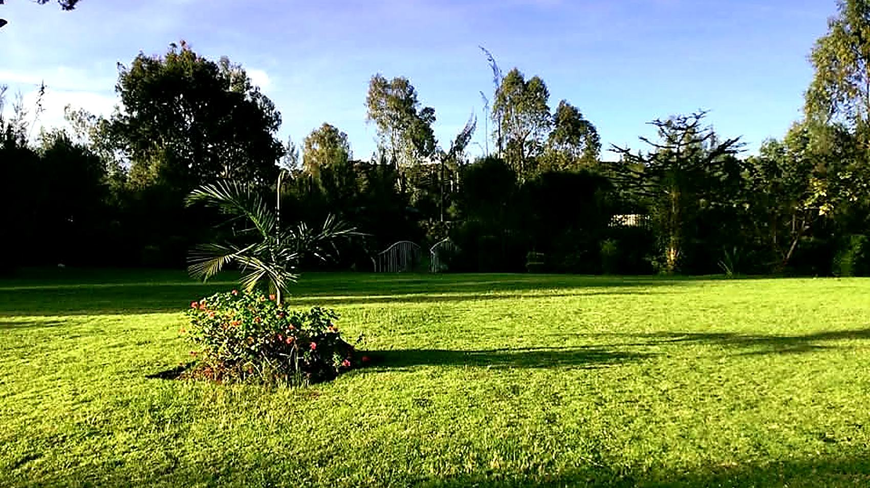 Open lawn at Camilla Gardens with mature trees along the boundary under a late afternoon sky